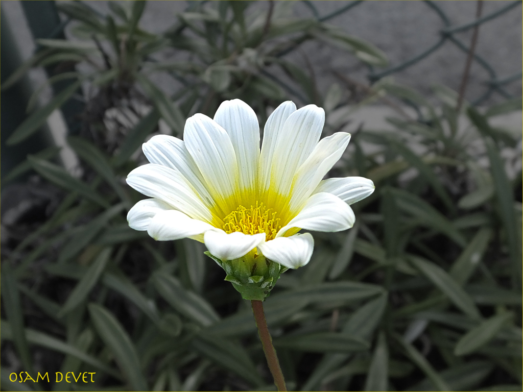 White pretty flower