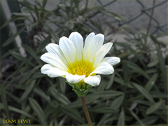 White pretty flower