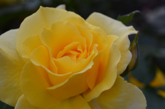 yellow rose492