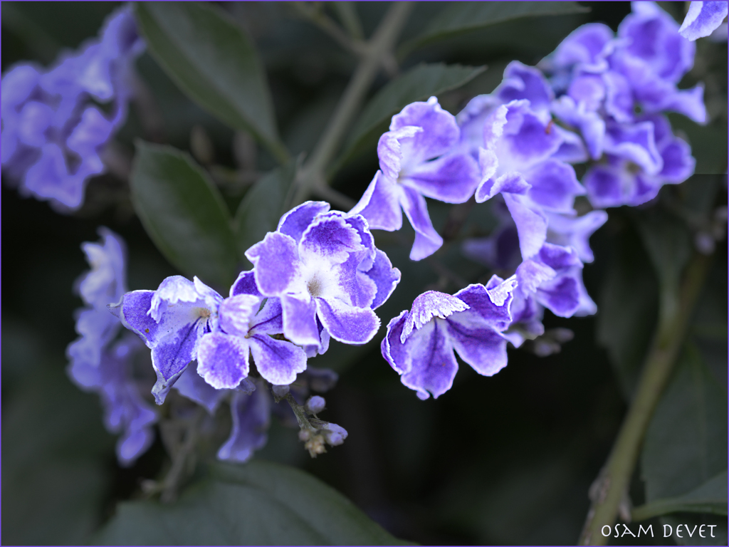 Duranta