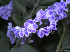 Duranta