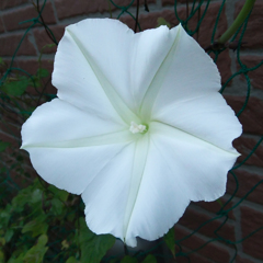 白い朝顔　WHITE MORNING GLORY01