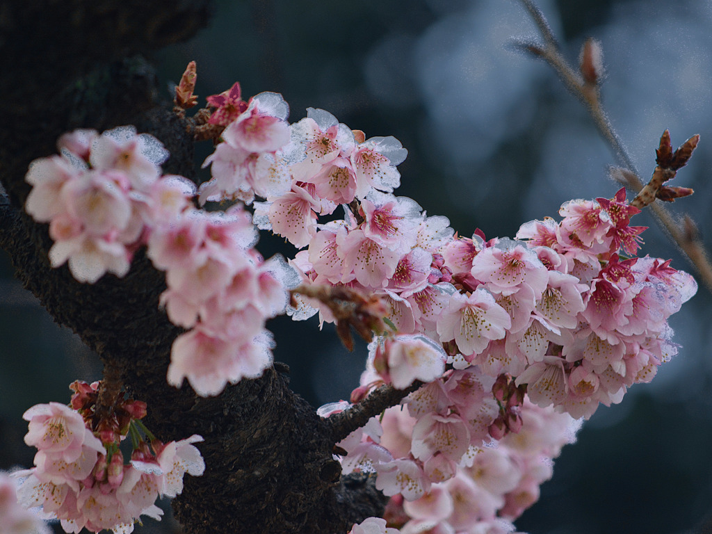 kan-zakura B 0057