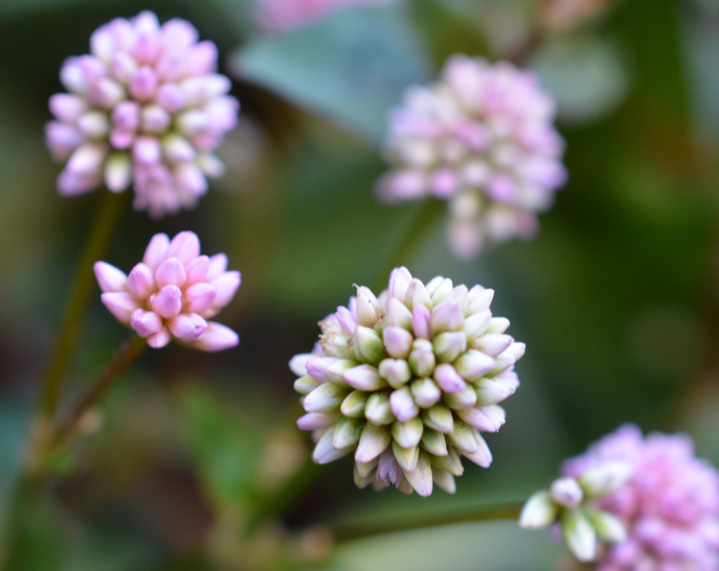 Pink balls03