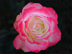 Noble pink rose
