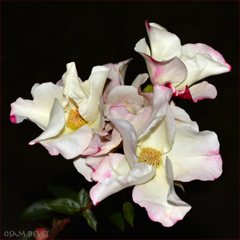 Enough mature rose05