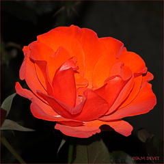 Orange-like red rose