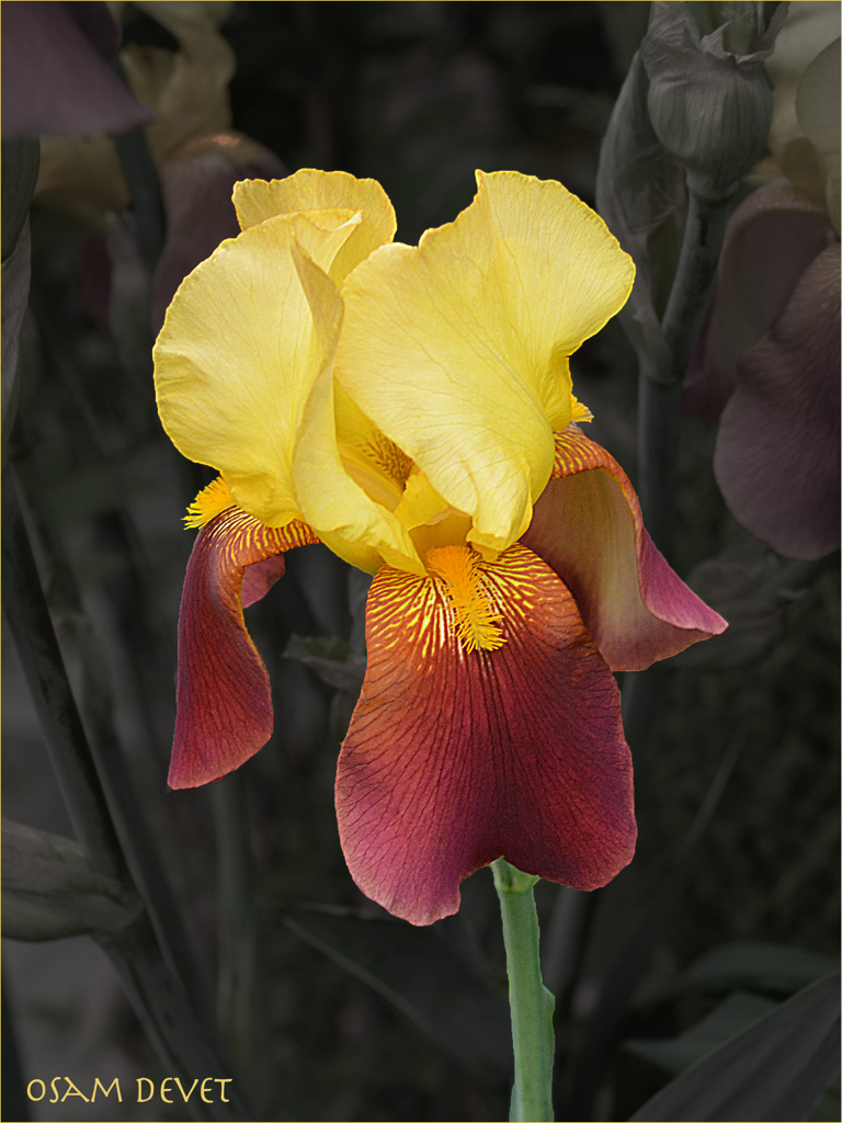 yellowtop01