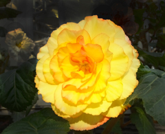 球根ベゴニア　yellow Begonia01
