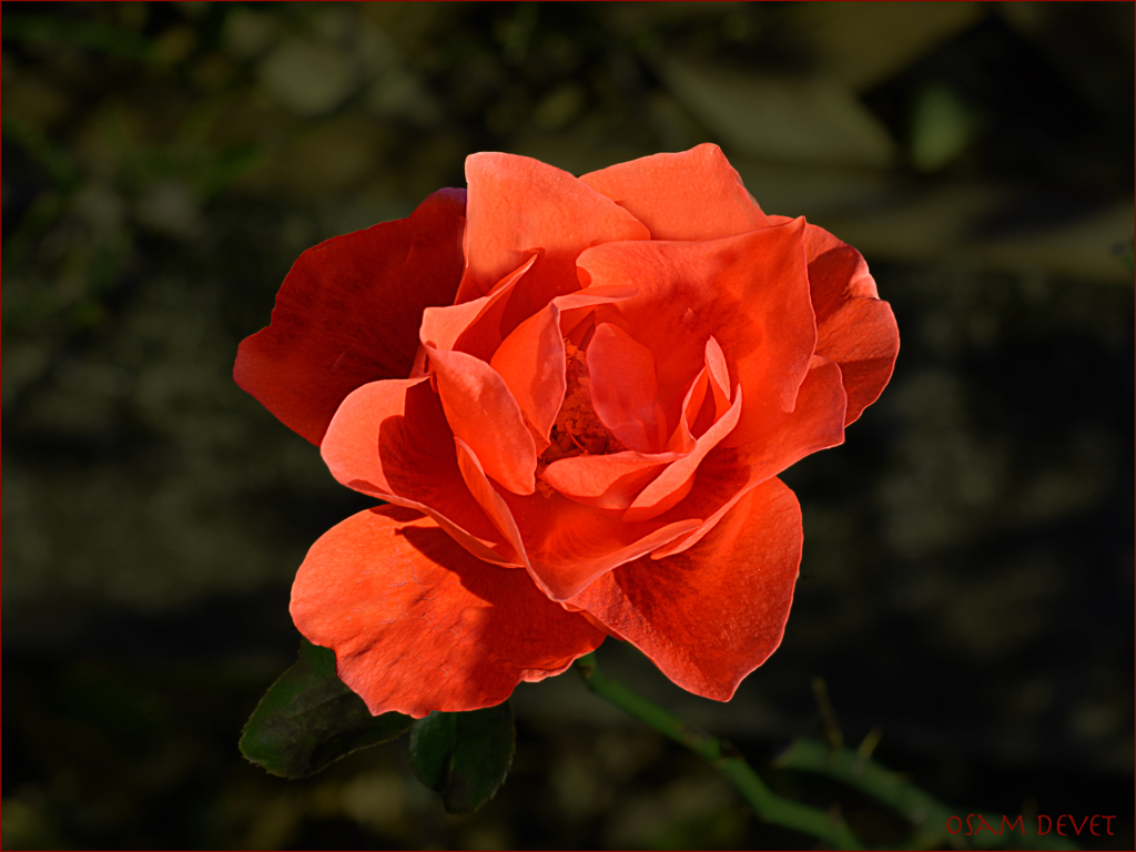 Red rose Arakawa-yuen02