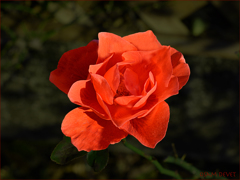 Red rose Arakawa-yuen02