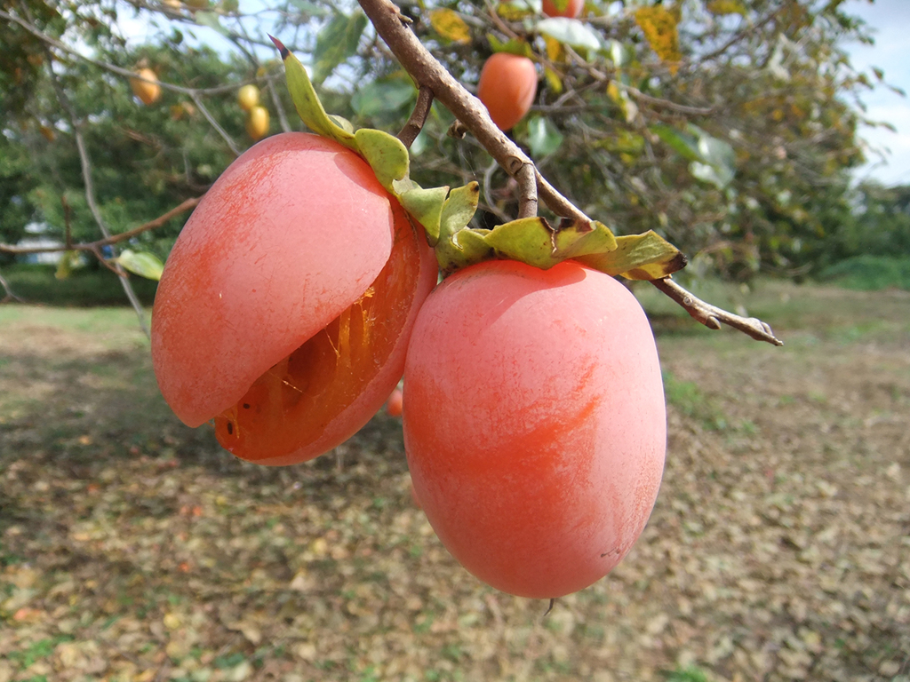 熟した柿の実　ripe persimmons