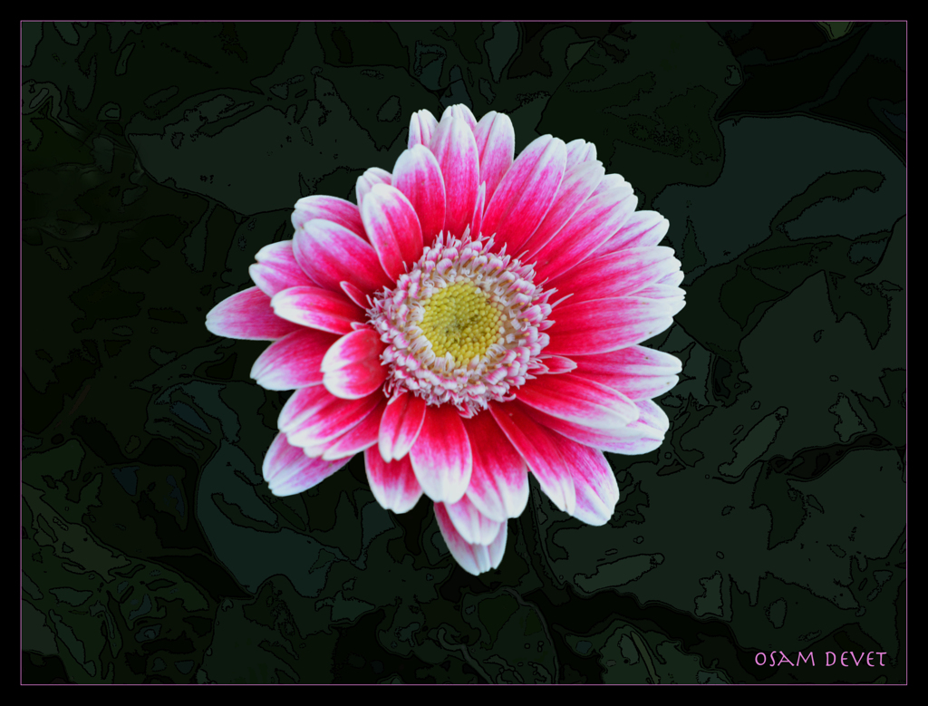 White hemmed red gaerbera