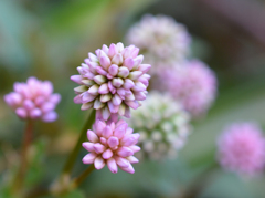 Pink balls