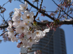 日暮里南公園の桜