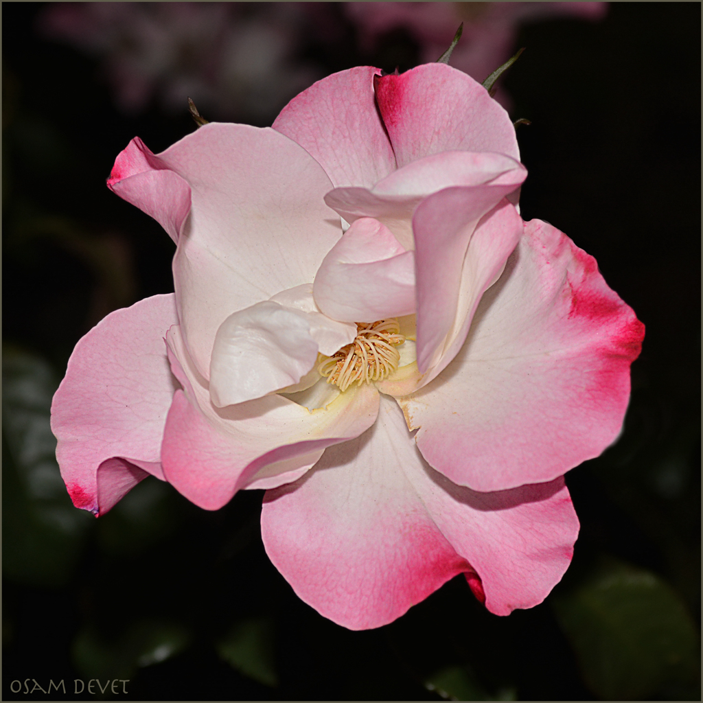 Enough mature rose08