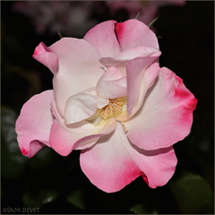 Enough mature rose08
