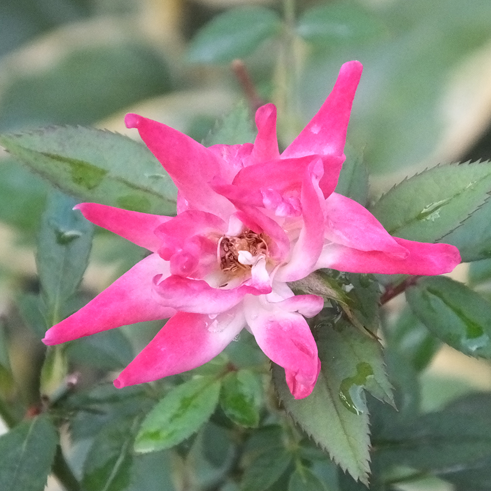 名を知らぬ花　There are a lot of beautiful thin