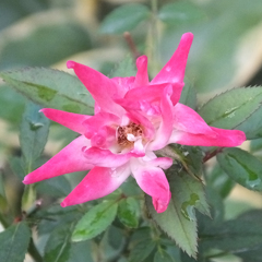 名を知らぬ花　There are a lot of beautiful thin