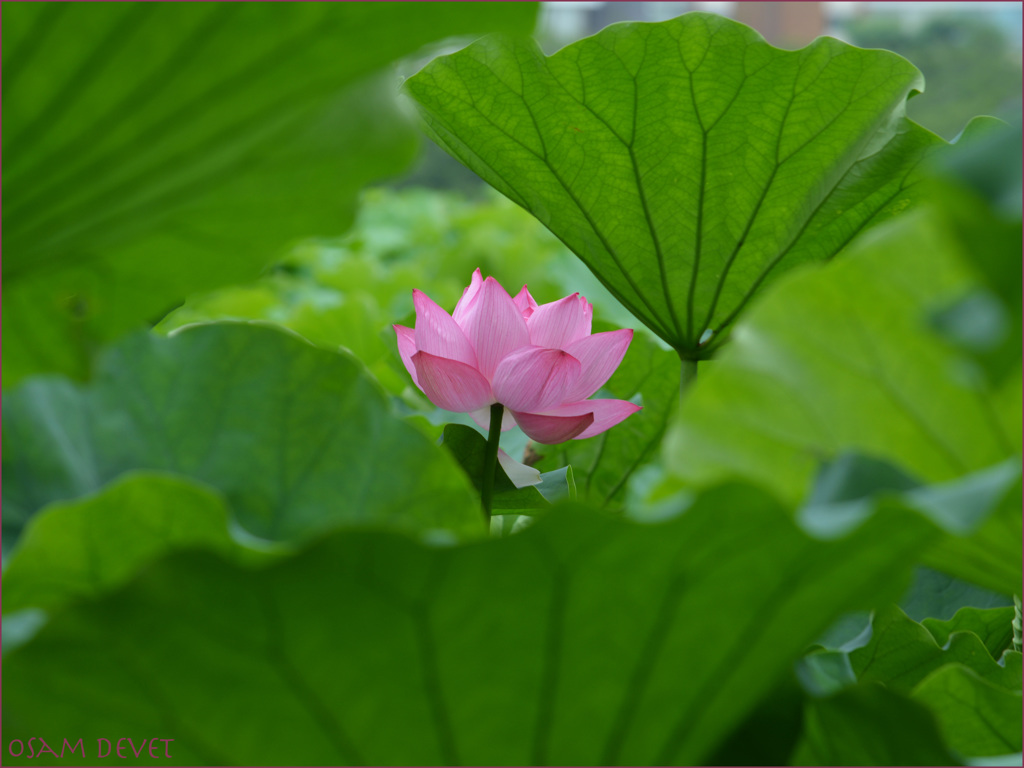 LOTUS-DSC_0309S