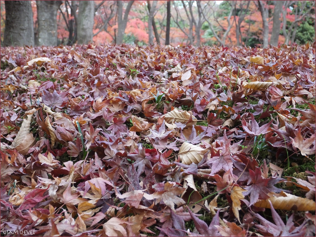 The fallen leaves