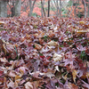 The fallen leaves
