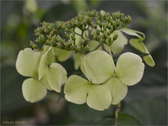 Green hydrangea