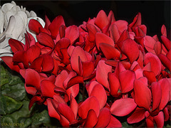 Cyclamen02
