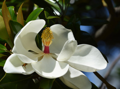 Southern magnolia0342