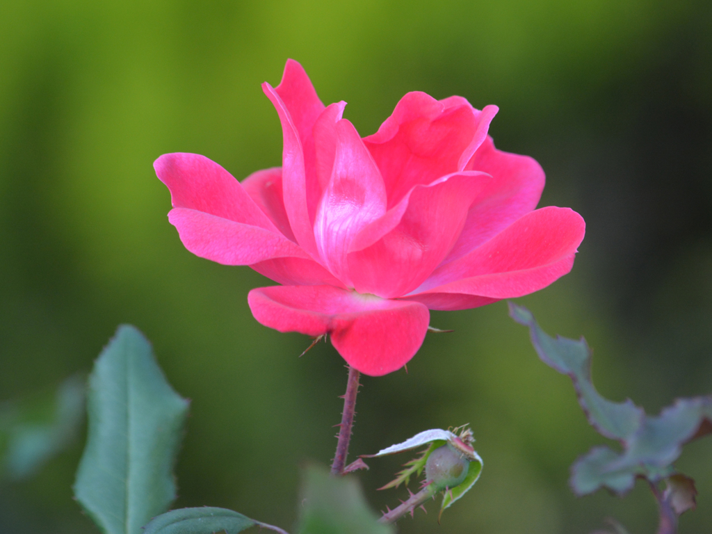 Red rose Hibiya01