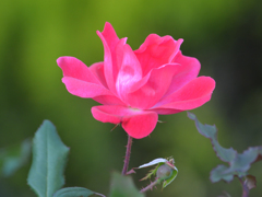 Red rose Hibiya01