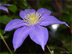 Purple beauty02
