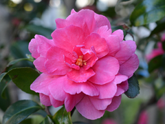 Camellia pink