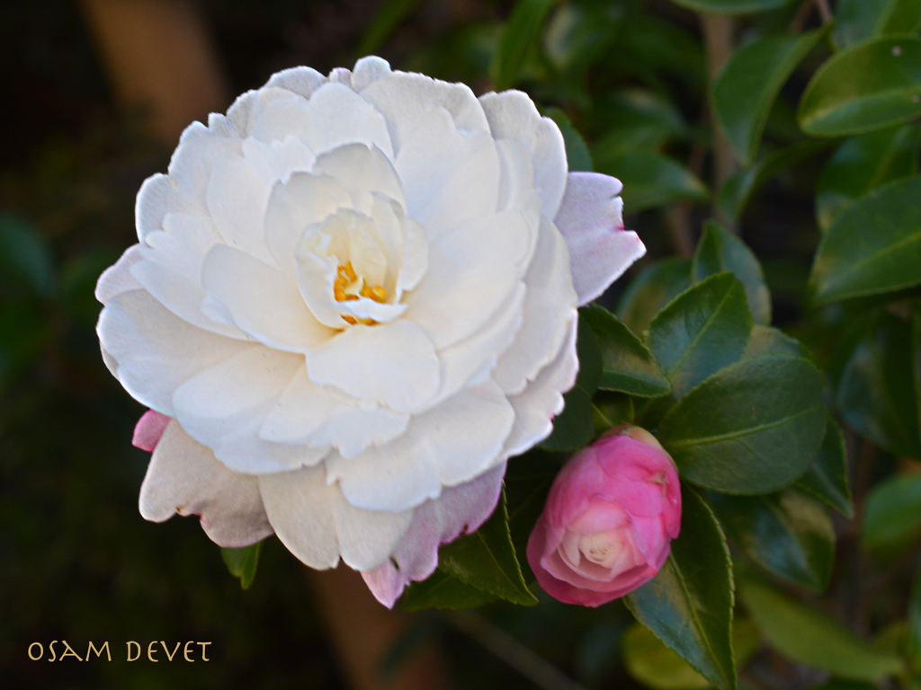 camellia with light pink05