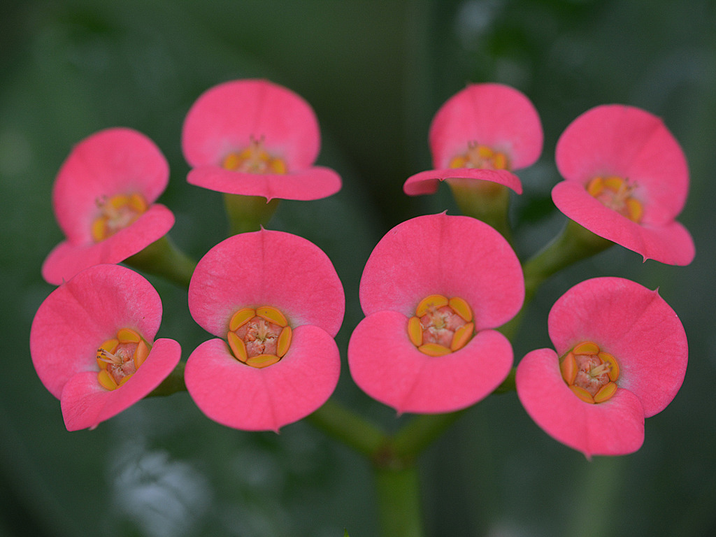 Eight sisters0300