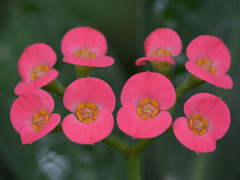 Eight sisters0300