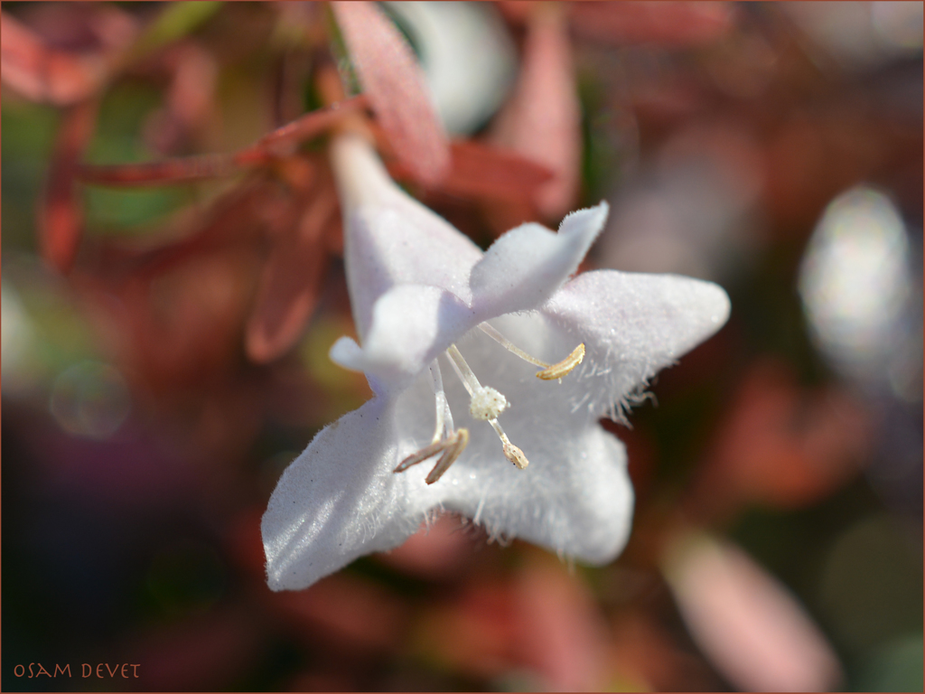 Small and white05