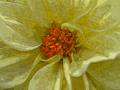 Yellow Dahlia01