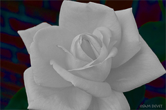 Unrealistic white rose