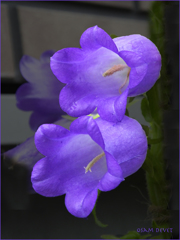 Two purple trumpets