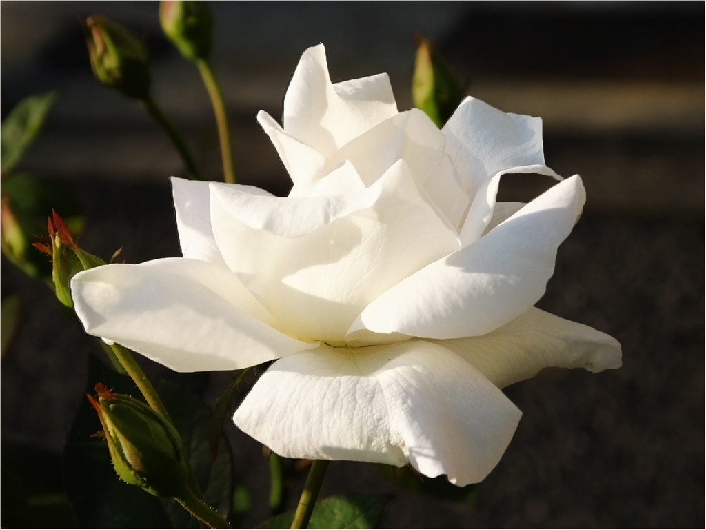 White rose at the roadside