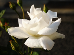 White rose at the roadside