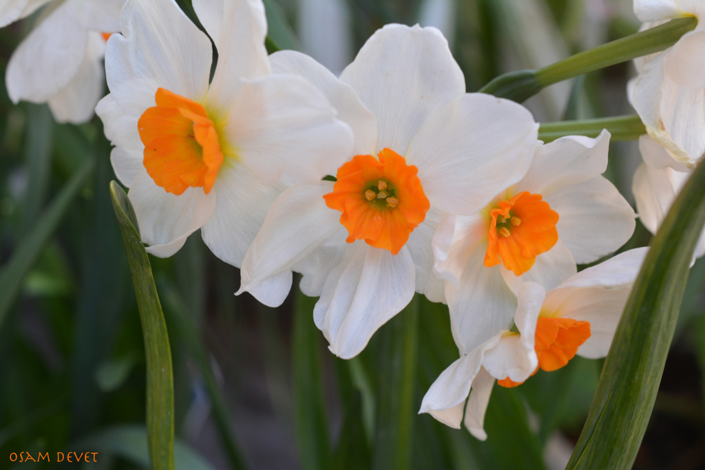 Narcissus01