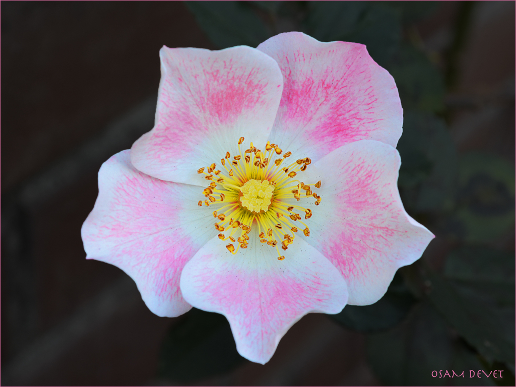 Pink and white01