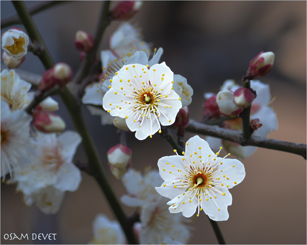 Japanese apricot