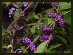 ムラサキシキブの果実
