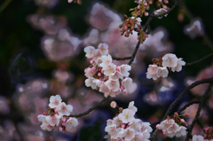 kan-zakura B 0006
