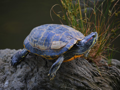 Turtle015