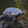 Turtle015