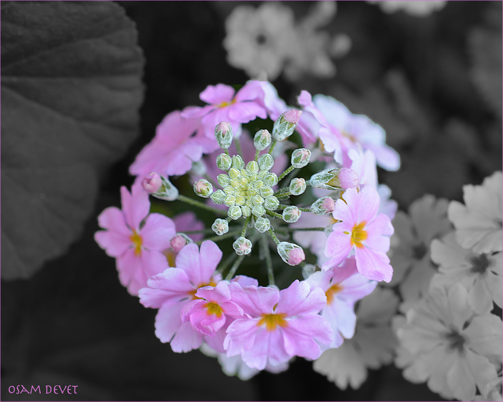 The flowers circle01